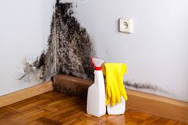 Best Environmental Consulting for Mold Prevention  in Largo, FL